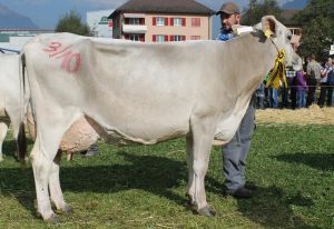 151003Altdorf 002-001